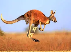 شگفتی های نظام آفرینش تمام نمی شود + فیلم 