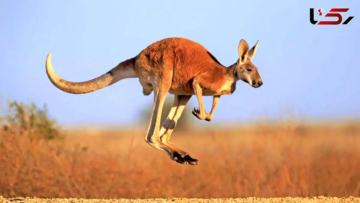 شگفتی های نظام آفرینش تمام نمی شود + فیلم 