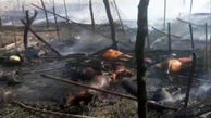 فیلم / آتش سوزی 3 خانواده عشایری را خانه خراب کرد / دار و ندارمان سوخت