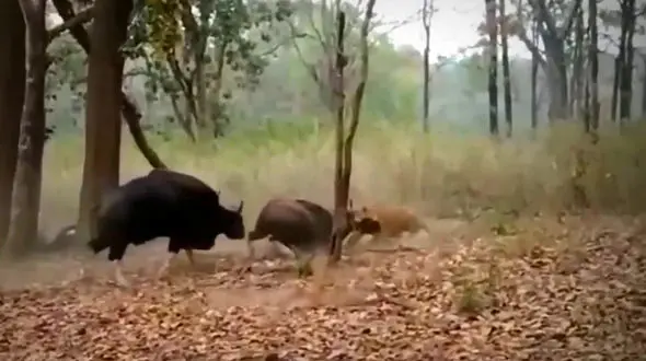 جدال 2 گاو نر به سود ببر در کمین تمام شد! + فیلم