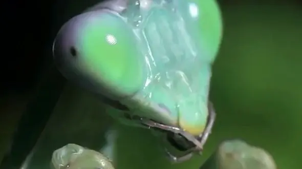 صحنه هایی زیبا از حیات وحش+فیلم