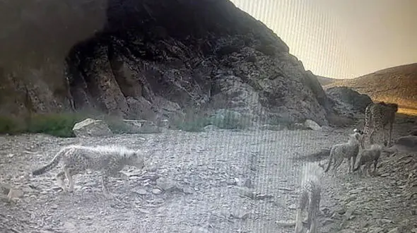 ثبت حضور یک قلاده یوز به همراه ۴ توله در منطقه توران