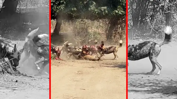 فیلم شکار بی رحمانه غزال به دست سگهای وحشی