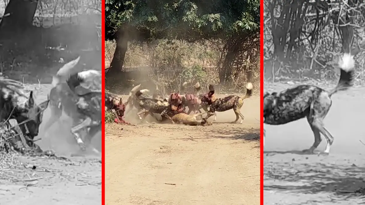 فیلم شکار بی رحمانه غزال به دست سگهای وحشی