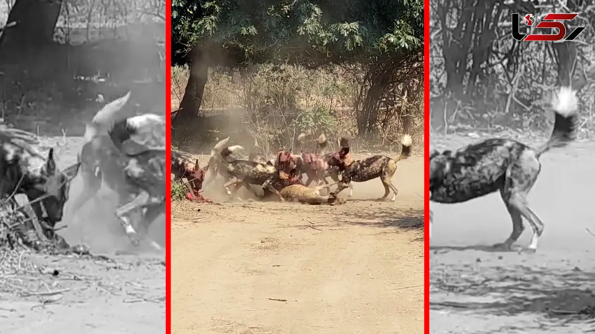 فیلم شکار بی رحمانه غزال به دست سگهای وحشی