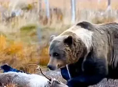 فیلم فرار خرس هنگام خوردن شکار از دست گرگ های خاکستری