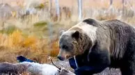 فیلم فرار خرس هنگام خوردن شکار از دست گرگ های خاکستری