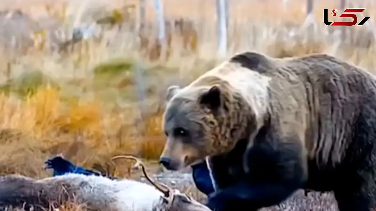 فیلم فرار خرس هنگام خوردن شکار از دست گرگ های خاکستری