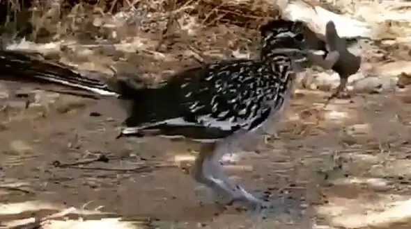 فیلم لحظه شکار  گنجشک توسط دونده آمریکایی 