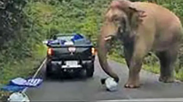 حمله حیوان غول پیکر به یک خودروی + عکس
