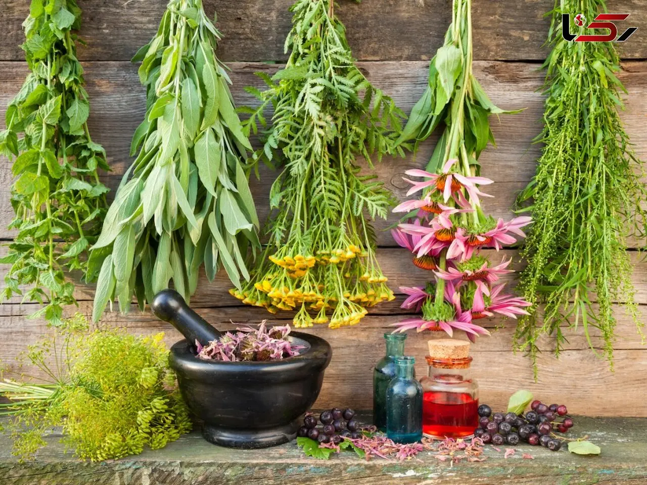 خوزستان زیستگاه 30 گونه گیاه دارویی