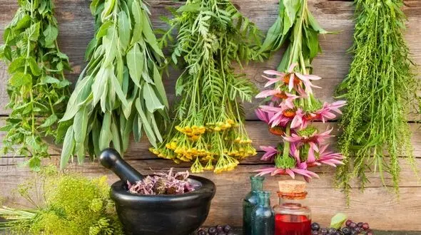 خوزستان زیستگاه 30 گونه گیاه دارویی