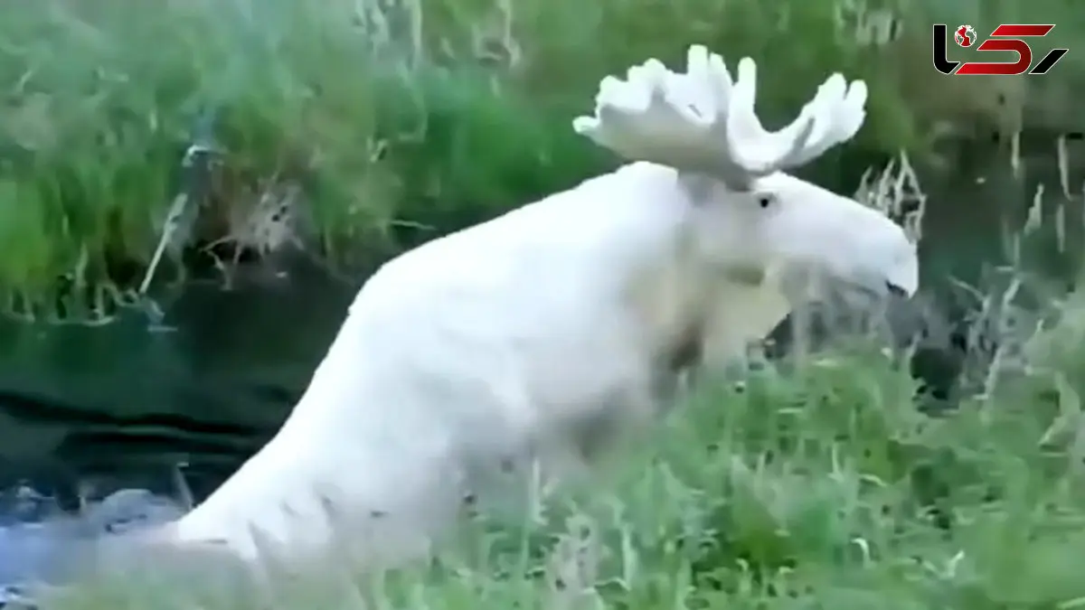 فیلم حضور گوزن آلبینو در حیات وحش