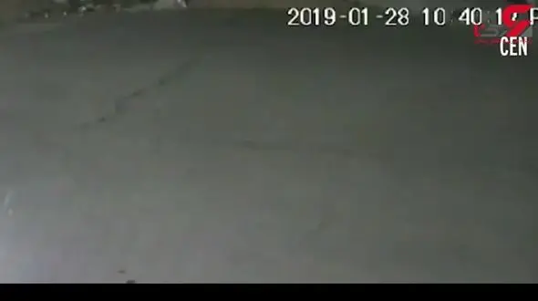 حمله وحشیانه و مرگبار 11 سگ به یک زن + تصویر 16+