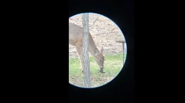 شکار جنجالی؛ ماجرای گوزنی که قوانین طبیعت را زیر پا گذاشت! / فیلم