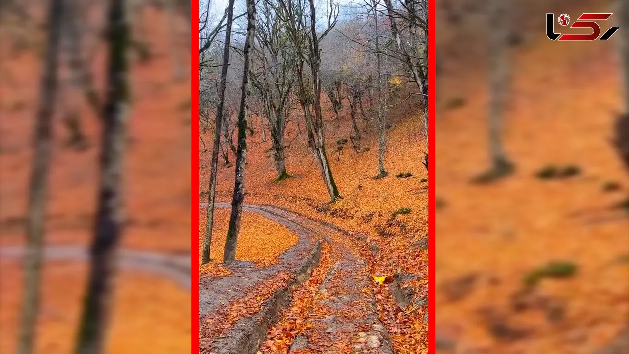 فیلم مناظر پاییزی روستای چورت ساری