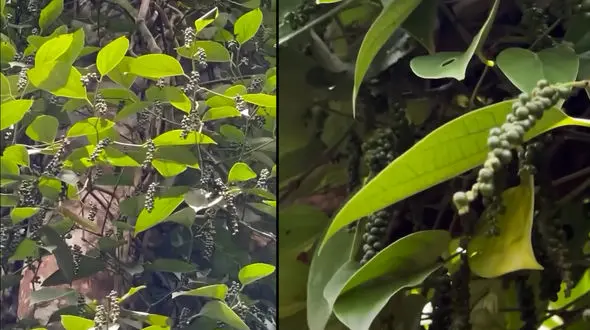 درخت فلفل سیاه دیده بودید؟ / فیلم