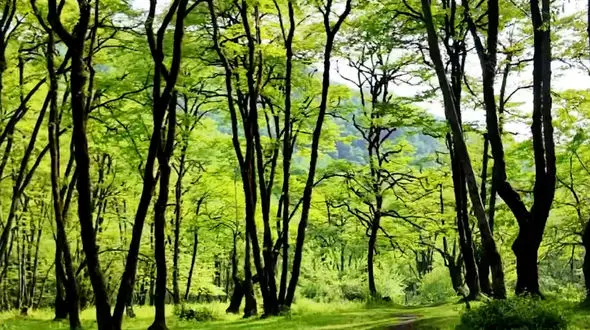 از زیبایی اعماق جنگلهای هیرکانی لذت ببریم