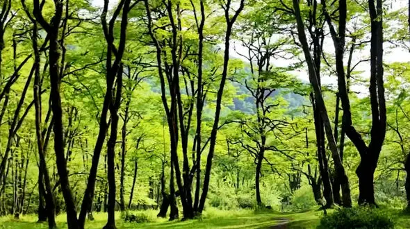 از زیبایی اعماق جنگلهای هیرکانی لذت ببریم