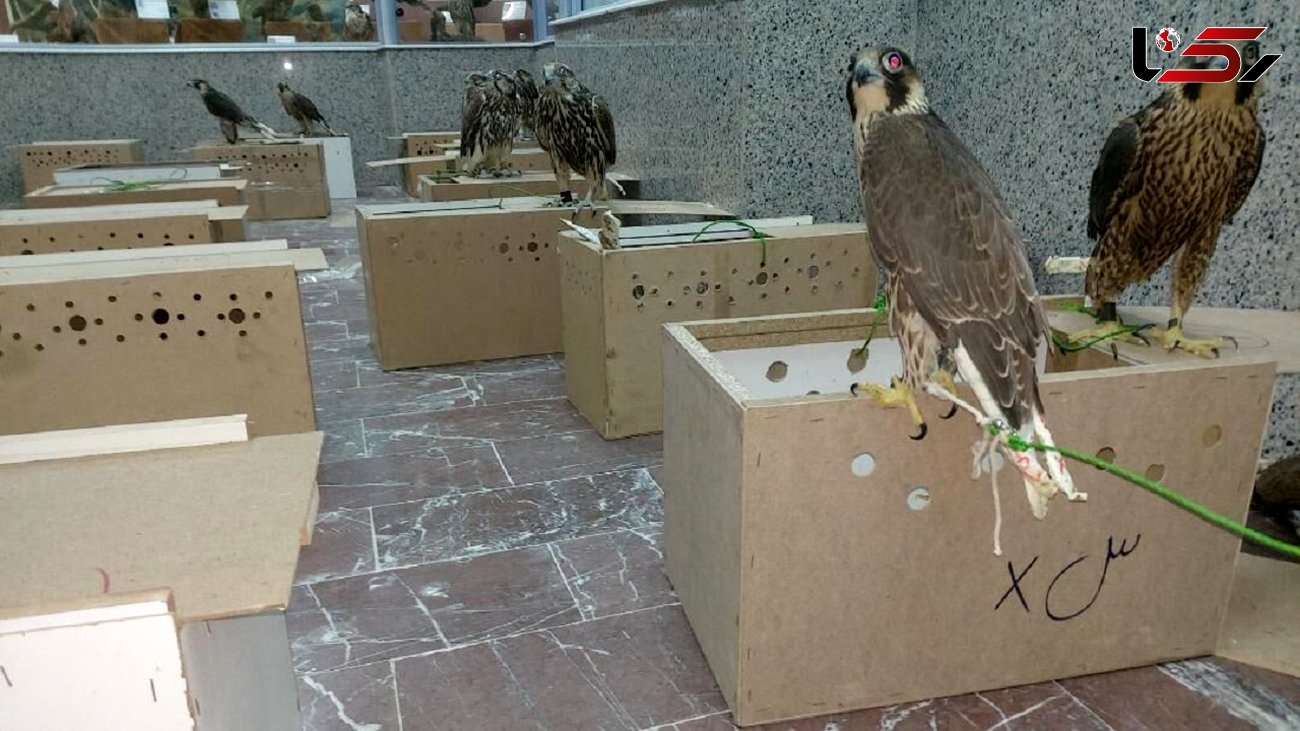کشف دومین محموله بزرگ پرندگان شکاری در استان بوشهر