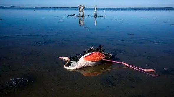 ورود فاضلاب به تالاب میانکاله؛ عامل مرگ 100 هزار پرنده مهاجر در دو زمستان متوالی/ احتمال تکرار فاجعه