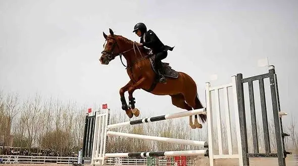 مجمع انتخاباتی فدراسیون سوارکاری؛ مشکل دیروز، امروز، فردا!