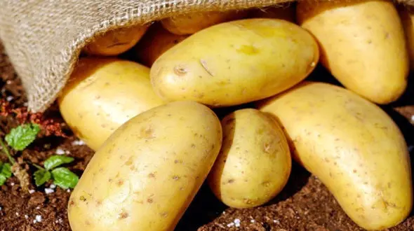 دلیل افزایش قیمت سیب زمینی اعلام شد