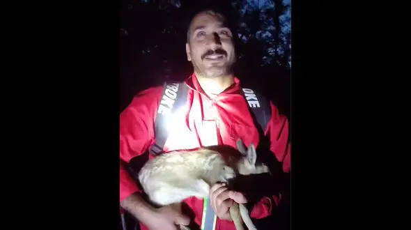 فیلم / نجات بره مرال از دل آتش در پارک ملی گلستان