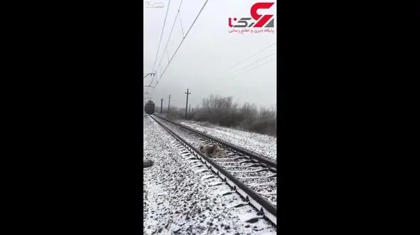 فداکاری شگفت انگیز یک سگ که زیر قطار رفت +فیلم و عکس