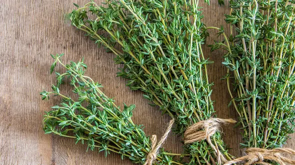 آنچه که از آویشن نمی دانستید