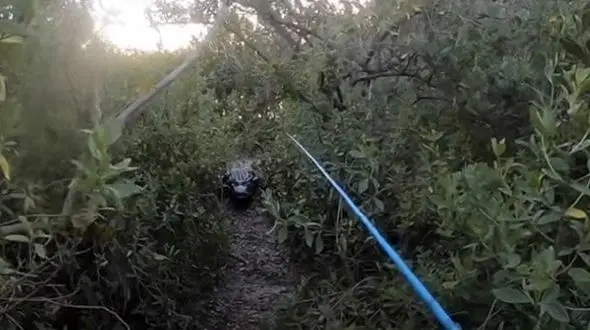  تمساح سمج از رودخانه تا خشکی مرد وحشت زده را دنبال کرد + فیلم 