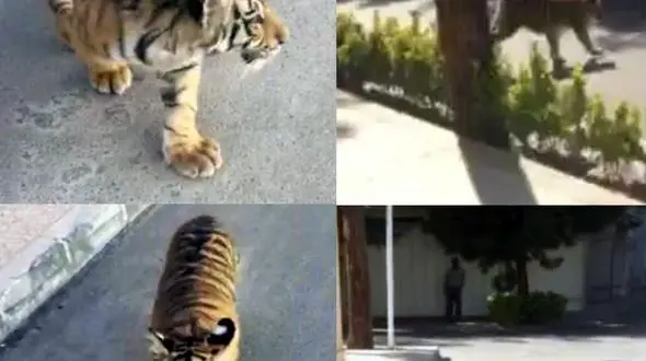 پایان سرگردانی توله ببر در خیابان های مشهد+عکس 