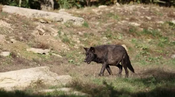 گرگ گرسنه جان کودک هشت ساله را در باسمنج تبریز گرفت
