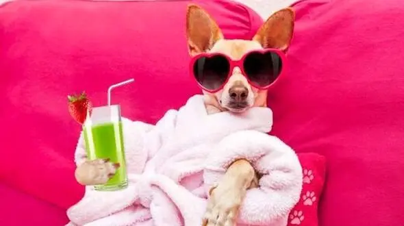 حیوانات ثروتمندی که از انسان ها بهتر زندگی می کنند + تصاویر