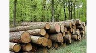 کشف 35 تن چوب قاچاق در میاندورود