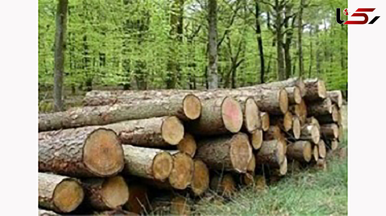 کشف 20 تن چوب قاچاق در مازندران