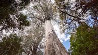 عجیب ترین و غول ترین درختان جهان + فیلم