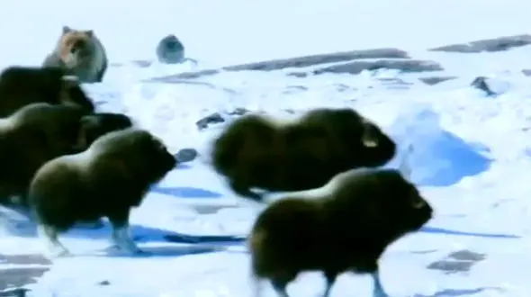 فیلم حمله سریع خرس به گوساله های بوفالو