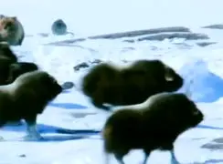 فیلم حمله سریع خرس به گوساله های بوفالو