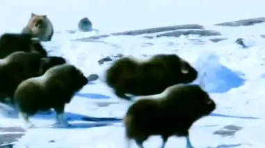 فیلم حمله سریع خرس به گوساله های بوفالو