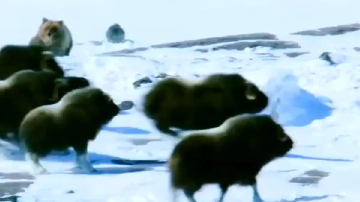 فیلم حمله سریع خرس به گوساله های بوفالو