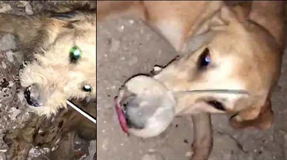 قتل عام تلخ سگ ها با دهان بسته در بندر امام خوزستان ! + فیلم و عکس