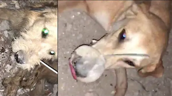 قتل عام تلخ سگ ها با دهان بسته در بندر امام خوزستان ! + فیلم و عکس