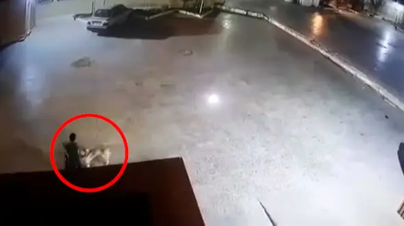 فیلم لحظه حمله سگ ولگرد به کودک دوچرخه‌سوار در زاهدان