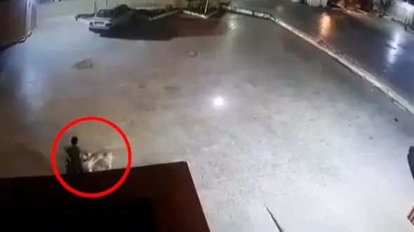 فیلم لحظه حمله سگ ولگرد به کودک دوچرخه‌سوار در زاهدان