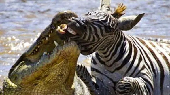 فرار گورخر از حمله کروکودیل + فیلم