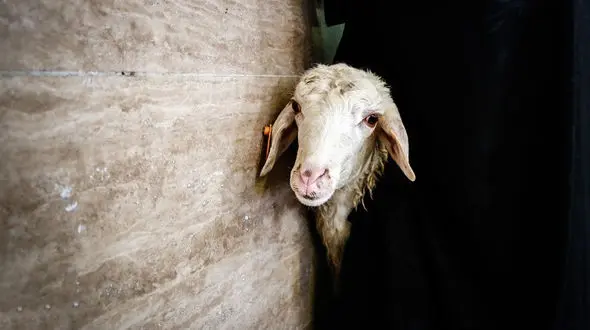  ممنوعیت ذبح دام به مدارس تهران ابلاغ شد 