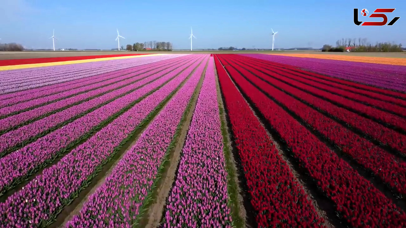 ببینید / نماهنگ بی کلام آرامش بخش با مناظر زیبای کشور هلند + فیلم 