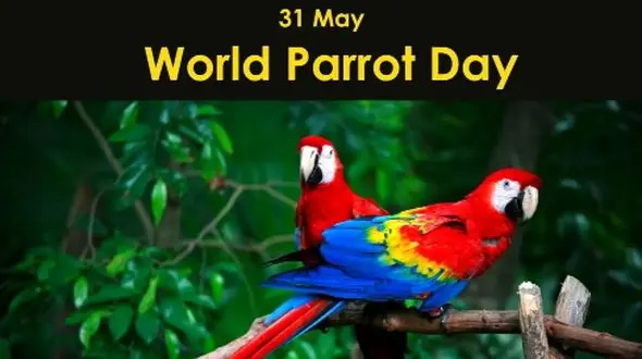 31 می، روز جهانی طوطی‌ ها و جشن زیبایی پرندگان سخنگو