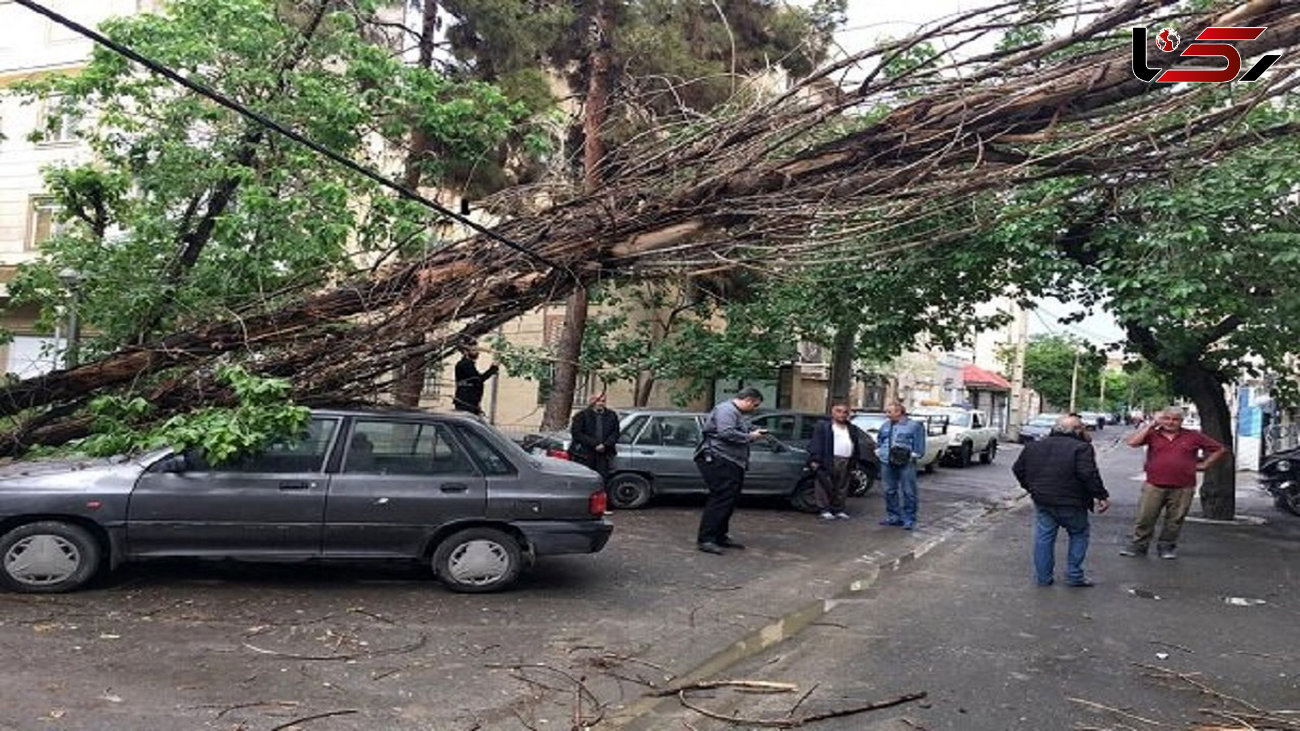 سقوط مرگبار درخت روی پراید در اصفهان + عکس
